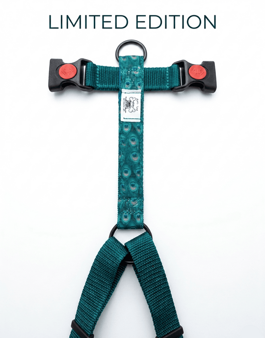 Pettorina Pavone "LIMITED EDITION"